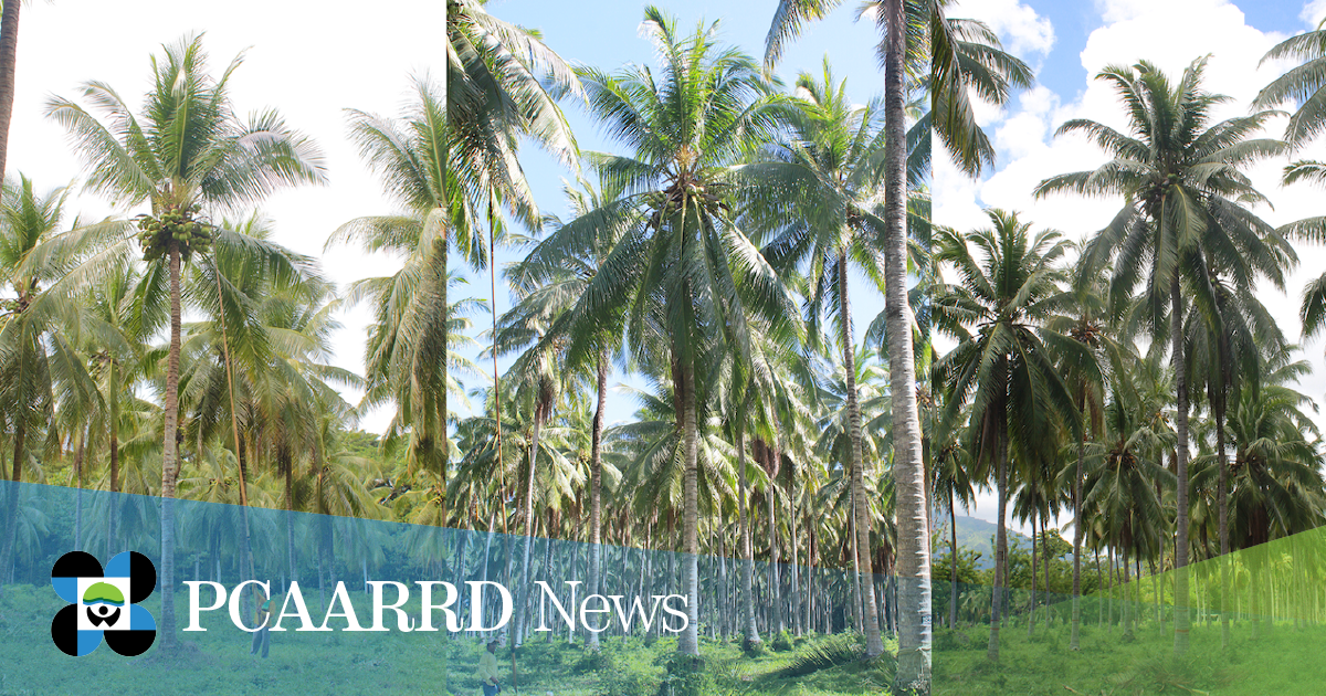 Project eyes heat and drought-tolerant hybrid and traditional coconut varieties